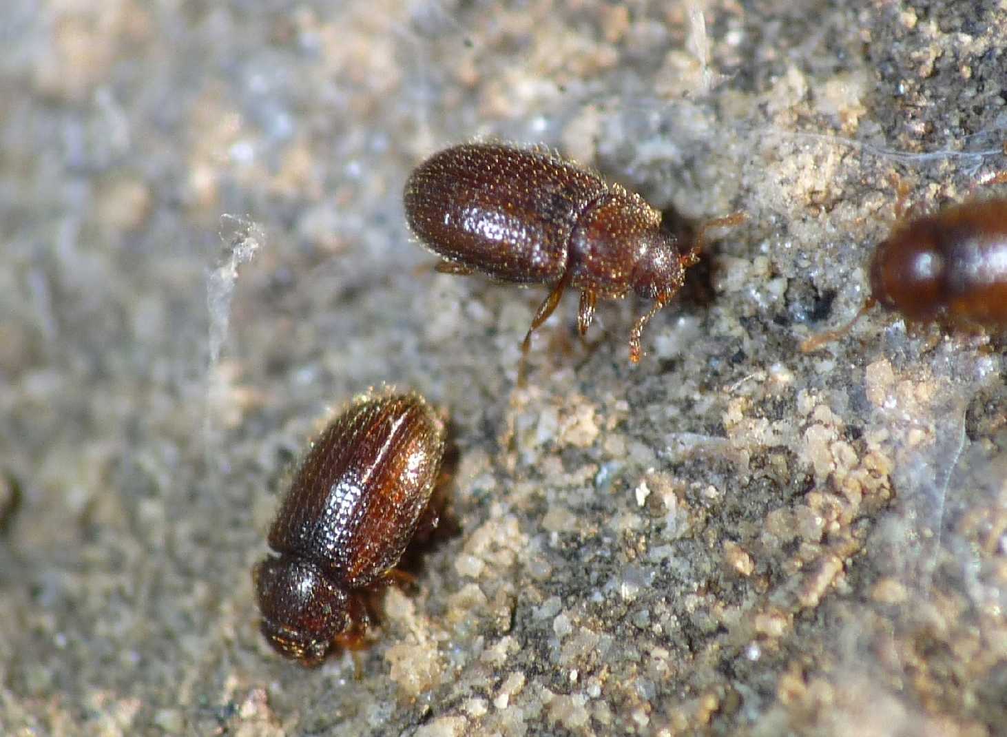 Coleotterini pelosi: Lathridiidae (o Cryptophagidae?))